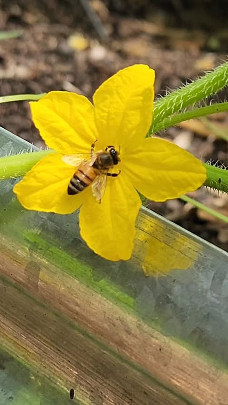Why morning pollination conditions matter