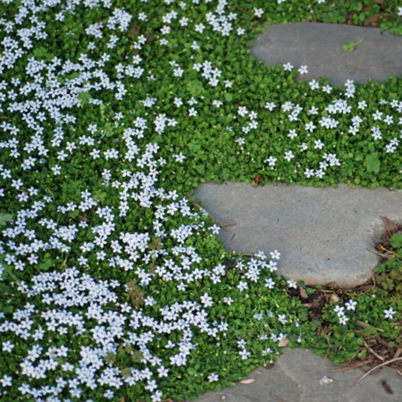Blue Star Creeper Makes Small Spaces Look Finished Quickly