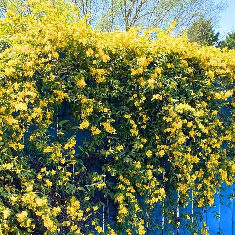 Why The Fence Looks Remarkable In Spring