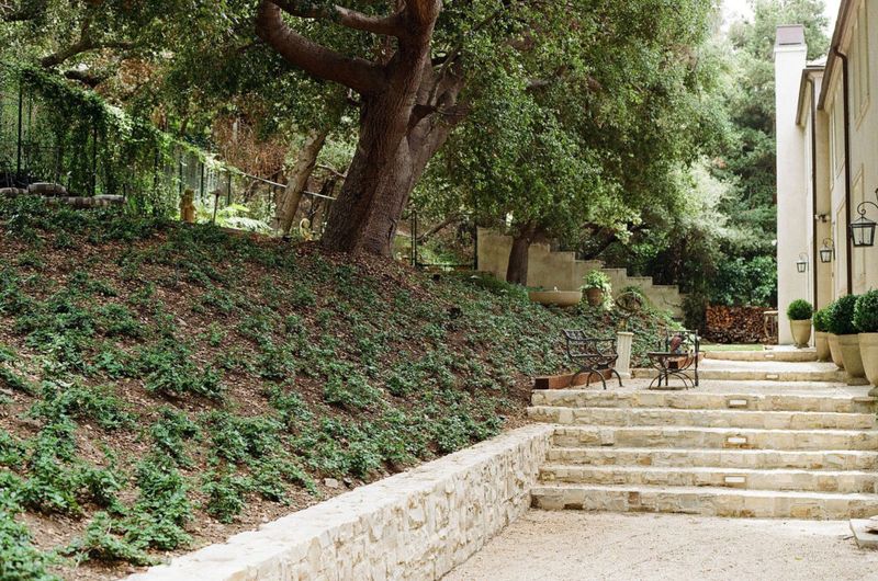How A Living Carpet Can Cool The Planting Zone