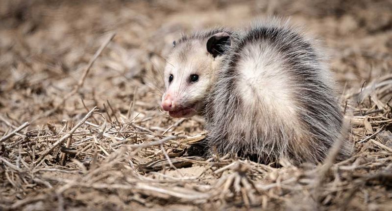 How the 5,000-ticks-a-week story took hold