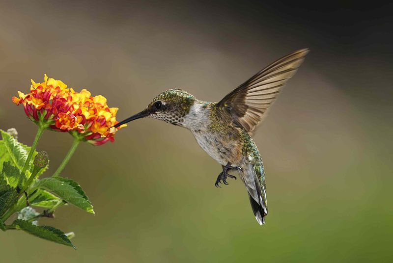 Natural Flowers Can Change Feeder Counts