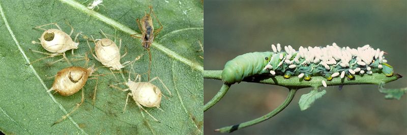 Parasitic Wasps Stop Caterpillars Before Damage Spreads