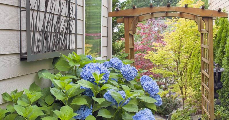 Match Light to the Hydrangea and the Climate