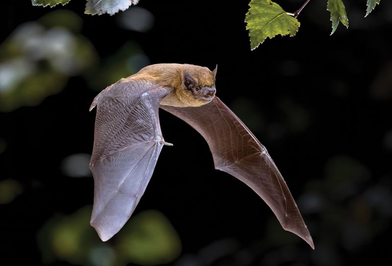 North Carolina bats offer real wildlife value