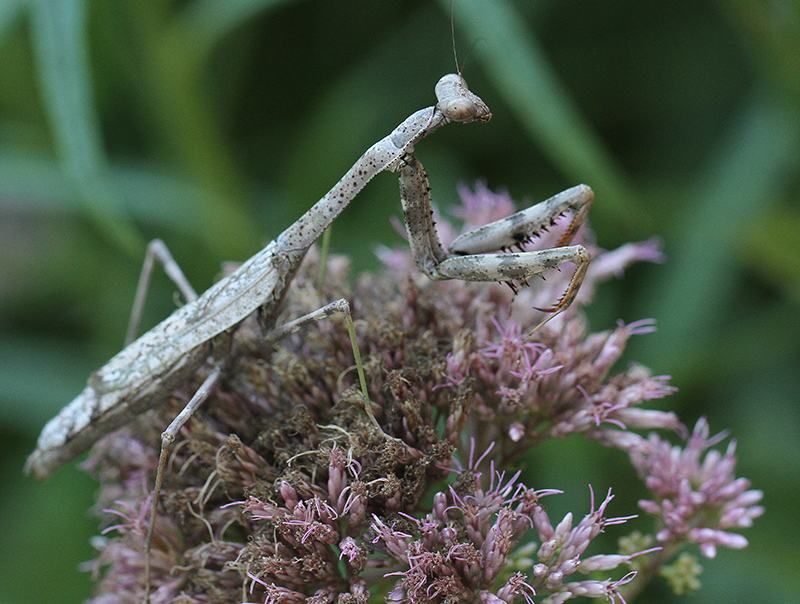 An Existing Outdoor Mantis Can Stay