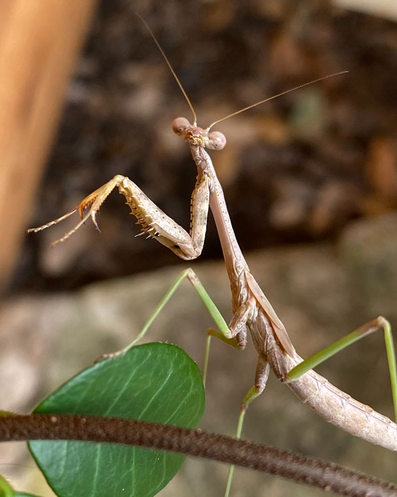 What a Mantis Actually Hunts