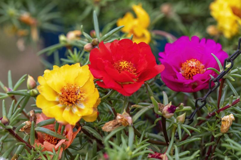 The Portulaca Label Hides Useful Differences