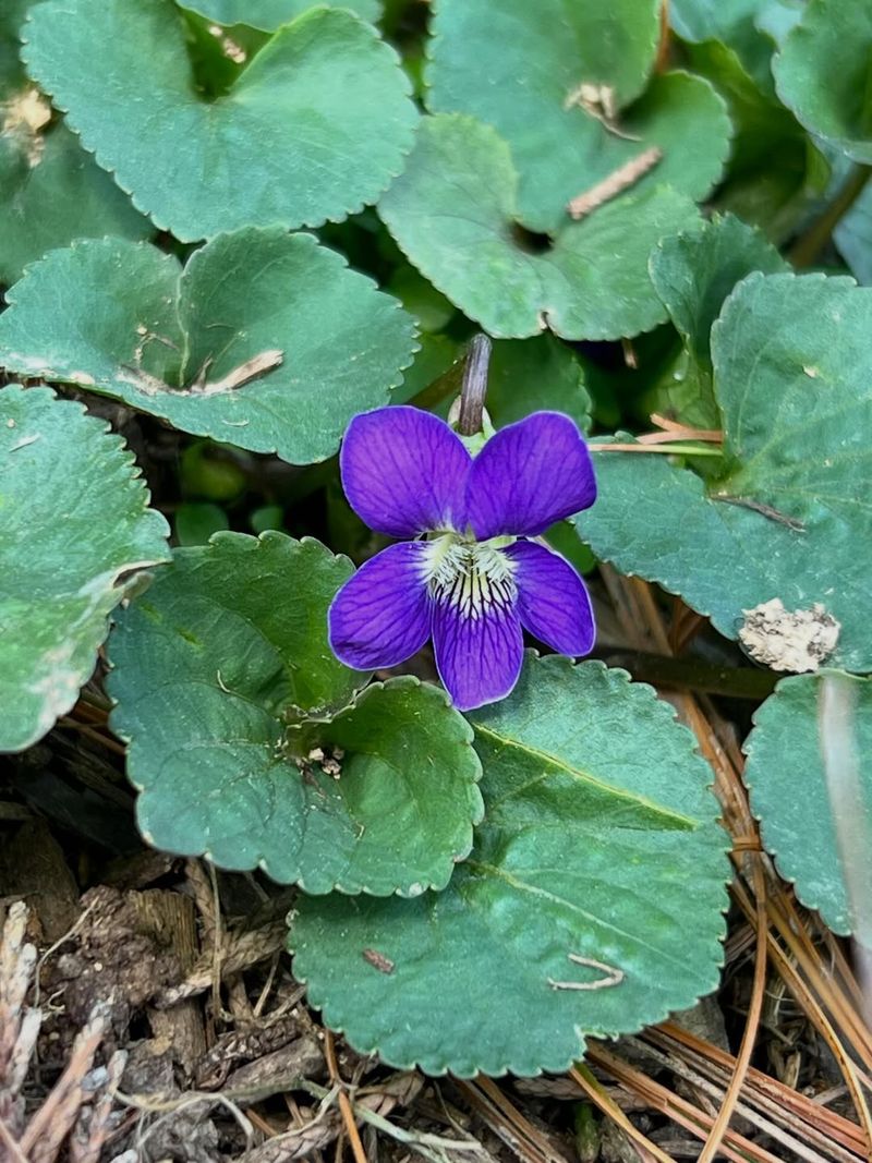 Keep The Patches That Match Your Yard