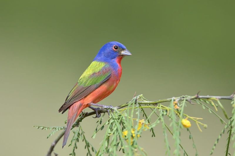 Insects Matter When Buntings Nest