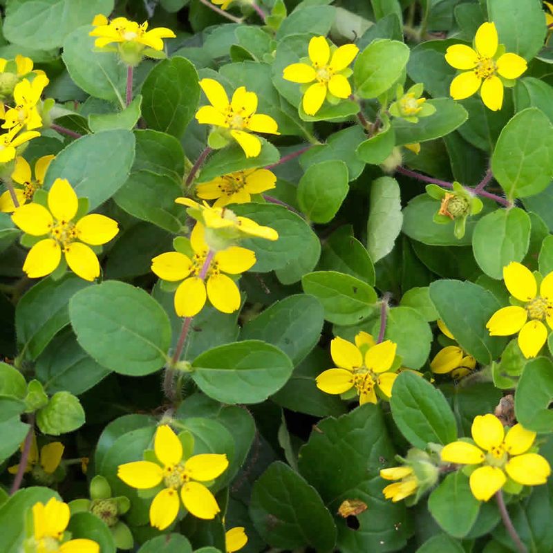 Green-And-Gold Brings Cheerful Color With Little Fuss