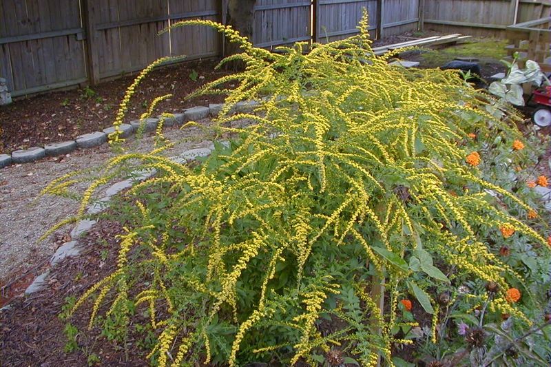 Choose a goldenrod by site, size, and spread