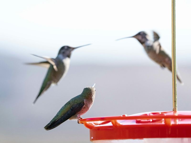 Territorial Birds Can Hide Other Visitors