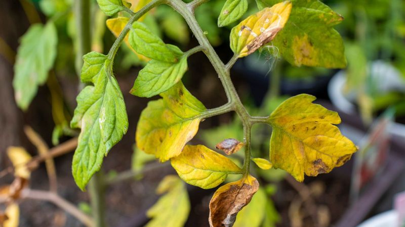 Inspect The Leaves Before You Feed