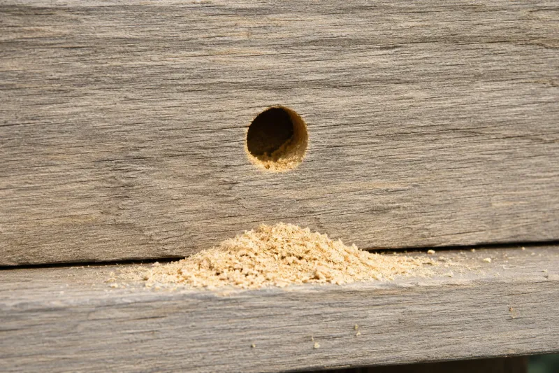 A Few Holes Are Not Always a Structural Emergency