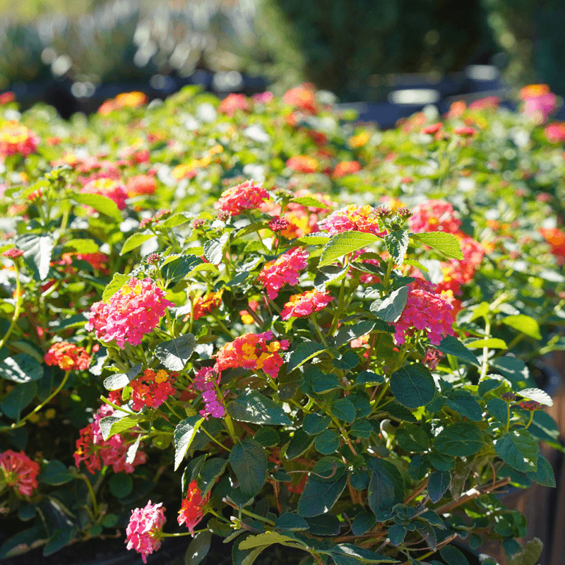 Lantana Is the Likely Summer Bloomer