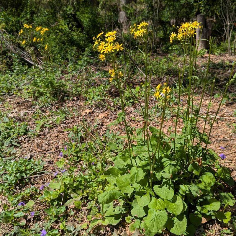 Golden Ragwort