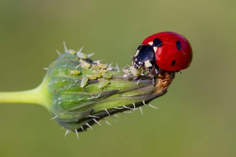 Useful Insects Change The Treatment Plan