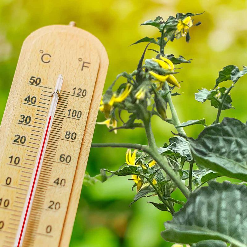 Heat And Cold Push Vines Off Balance