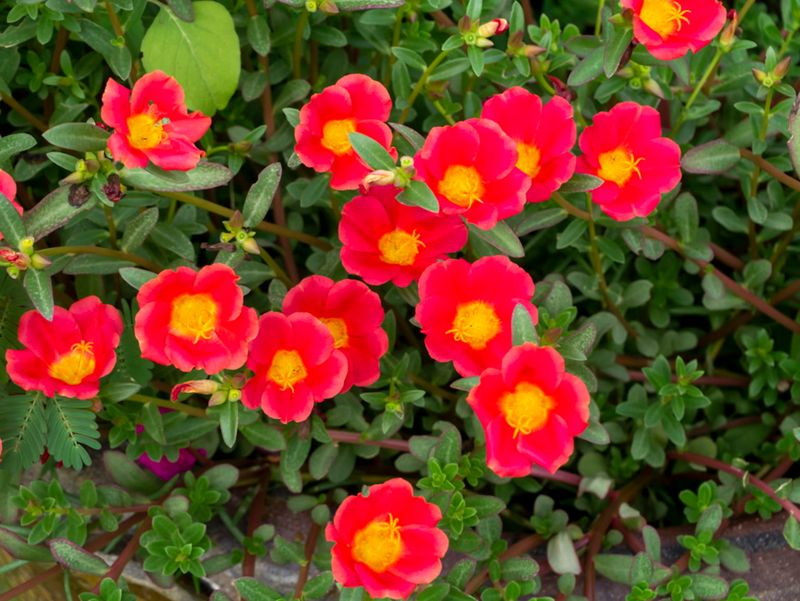 Morning Light Renews the Color