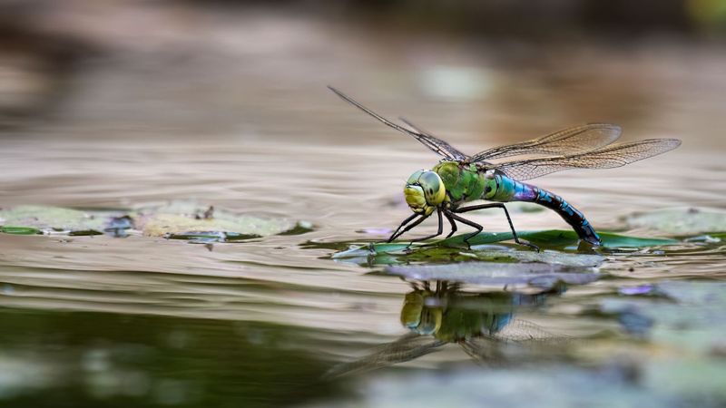 Fish And Sprays Can Undermine The Habitat