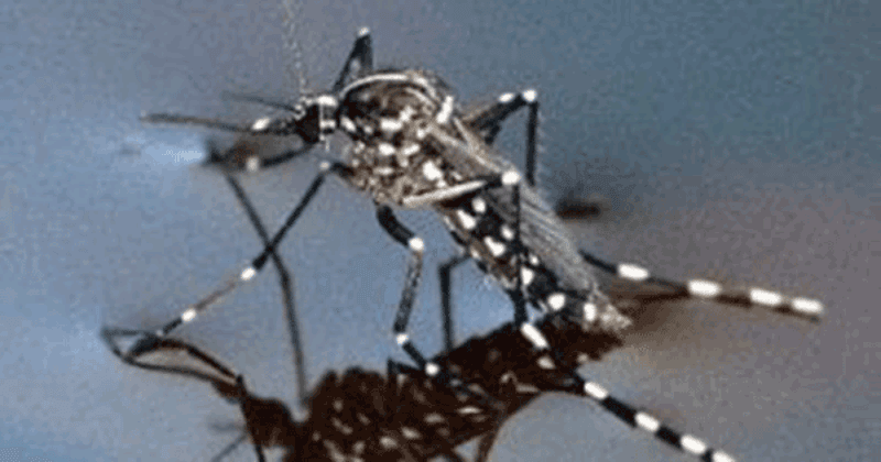 Match The Fix To The Mosquito