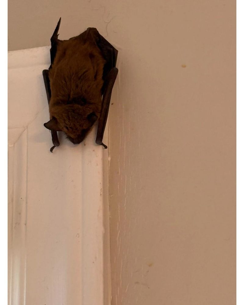 Handle indoor bat encounters with care