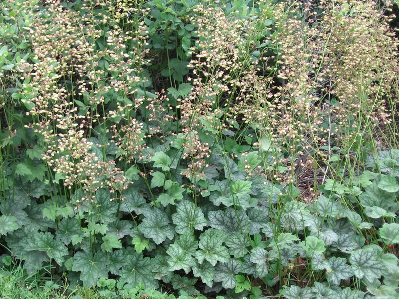 American Alumroot Offers Drought Tolerance In The Shade