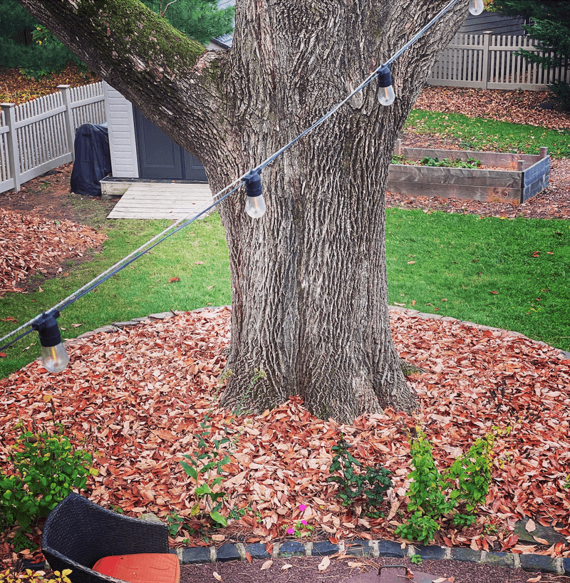 A Tidy Yard Can Still Offer Cover