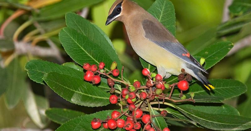 Birds Face a Documented Wildlife Risk