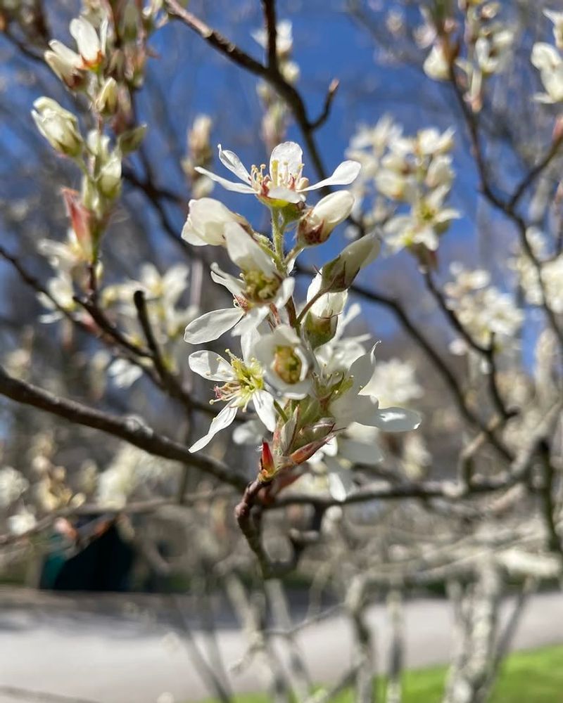 Serviceberry