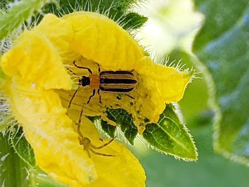 Pests And Disease Make Plants Abort Fruit