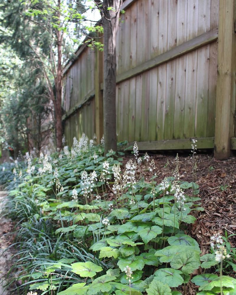Foamflower Solves The Awkward Edge In Native-Friendly Shade