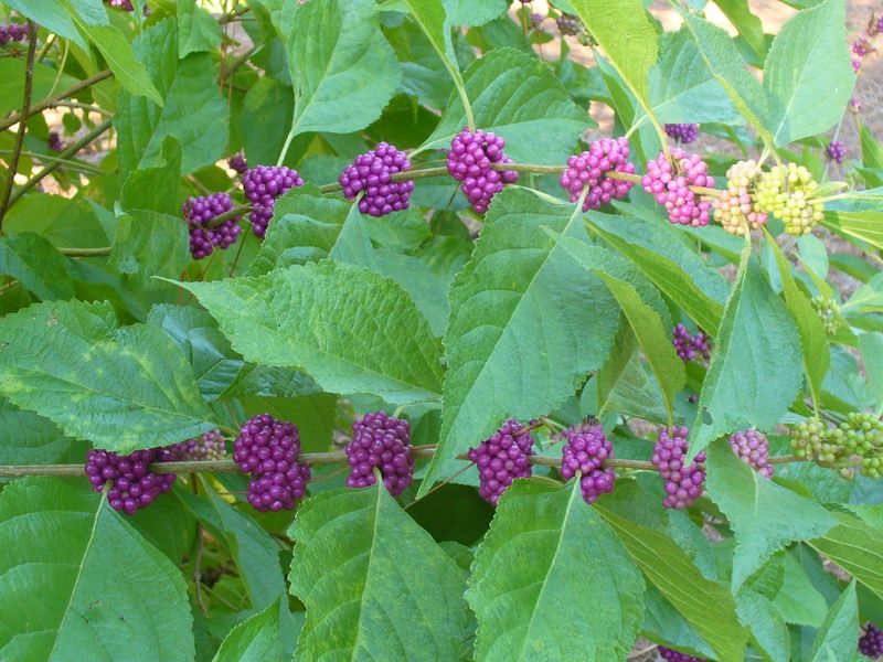 American Beautyberry