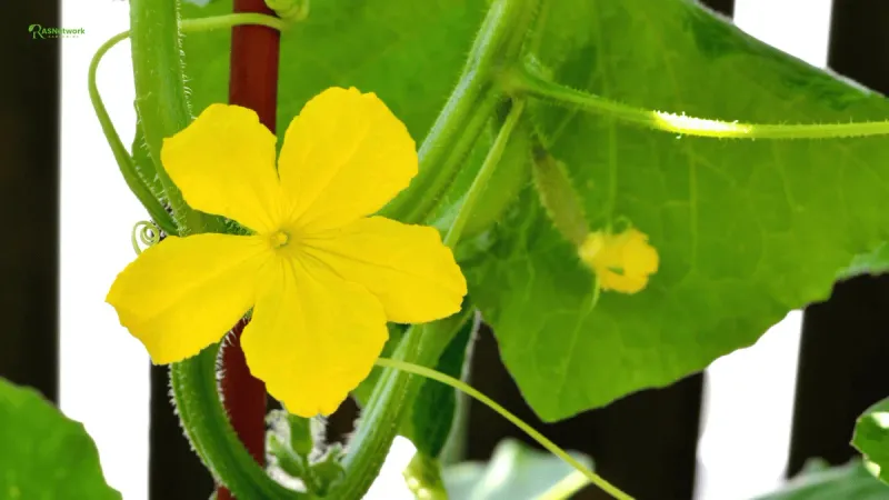 Some Varieties Need A Pollen Partner