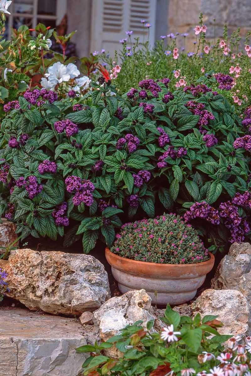 Steady Moisture Supports a Fuller Plant