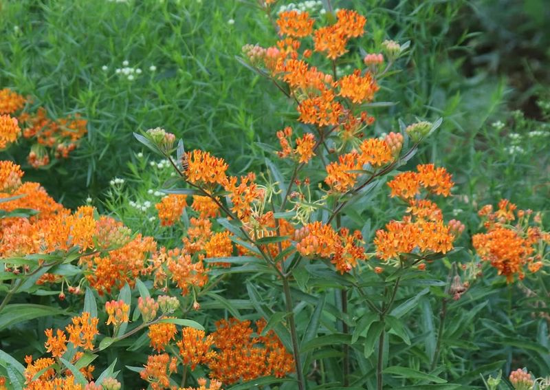 Choose Plants for a Specific Job