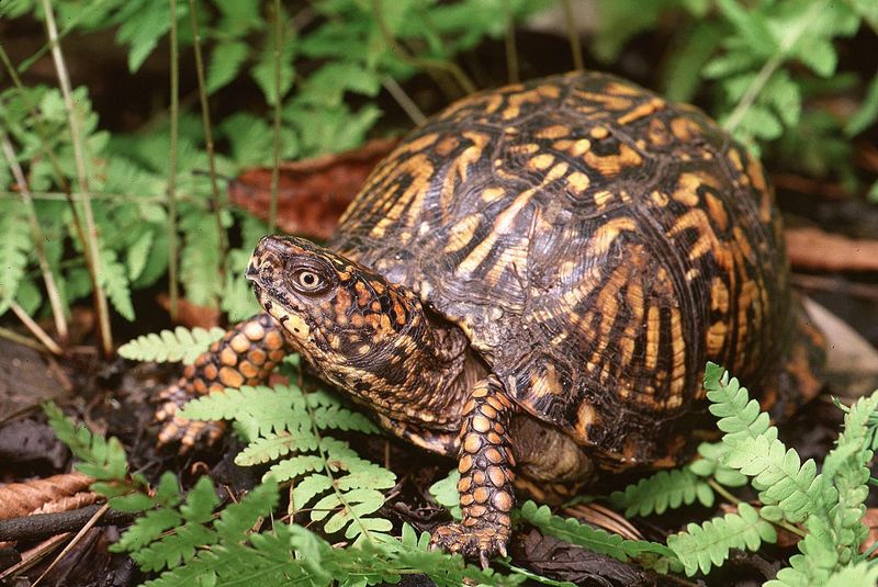 Leave The Turtle Where It Knows The Way