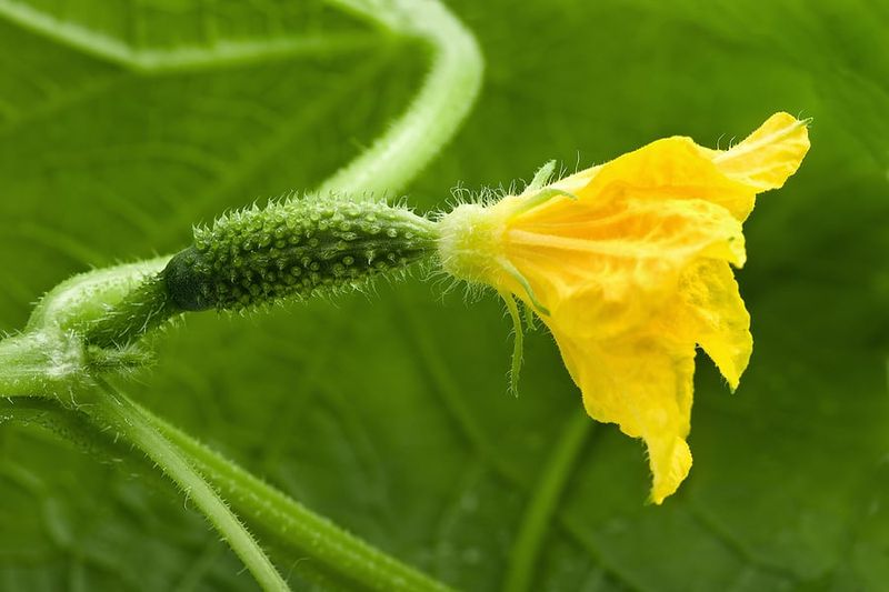 Root Stress Can Stall A Healthy Looking Vine