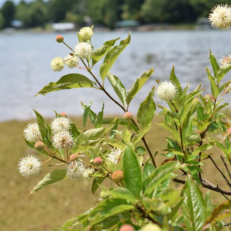Buttonbush