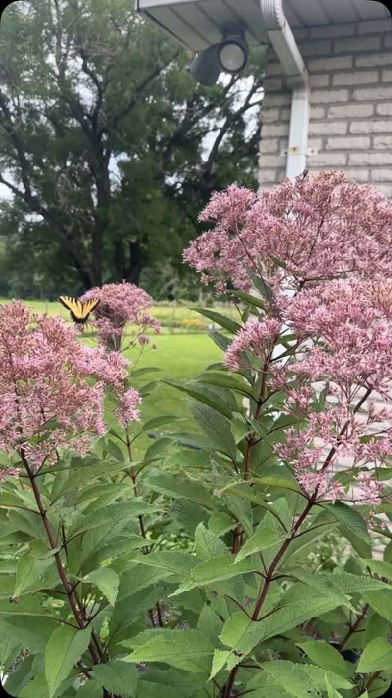 Joe-Pye Weed