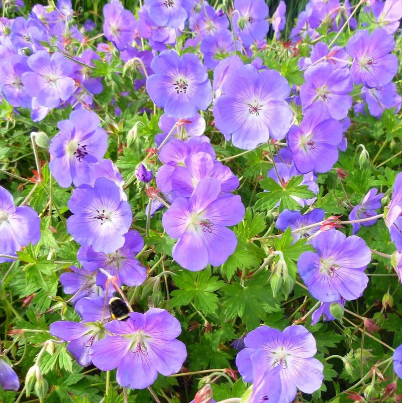 Hardy Geranium Weaves Color Between Bigger Plants