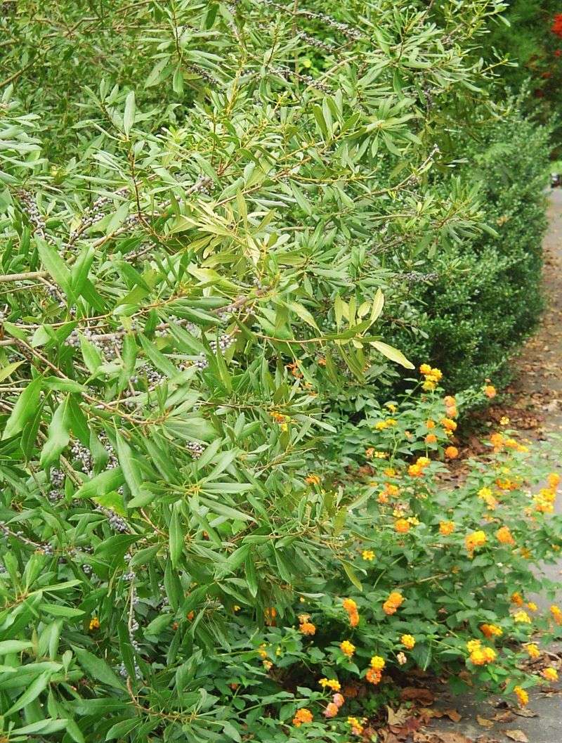 Wax Myrtle