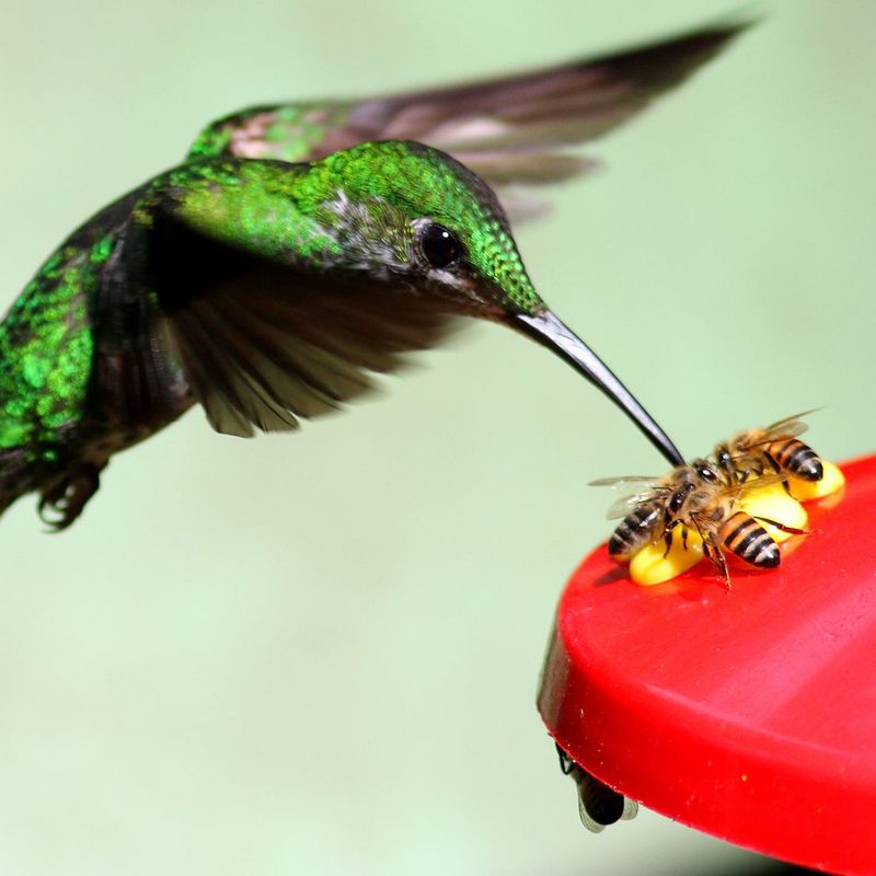 Nectar And Pests Offer Concrete Clues