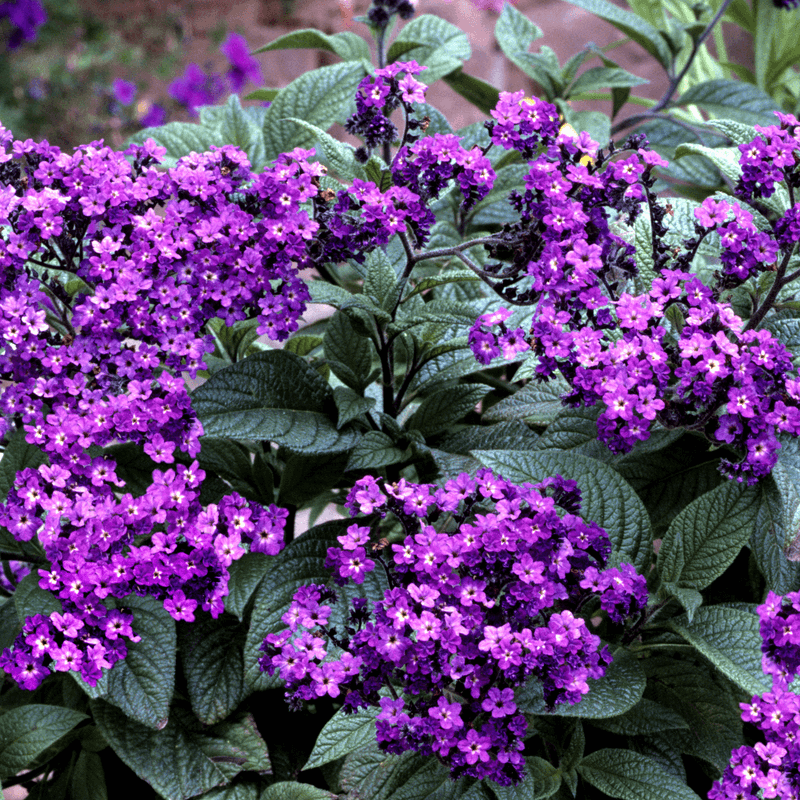 Garden Heliotrope Is the Purple Flower to Check