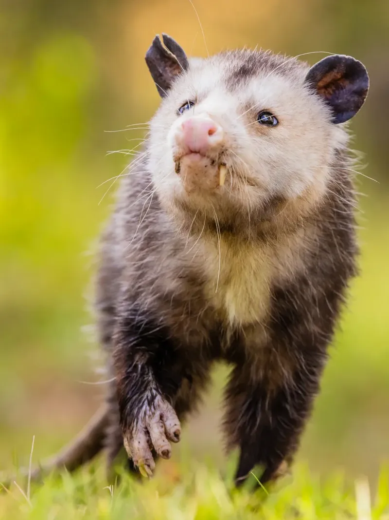 Meet one possible North Carolina nighttime visitor