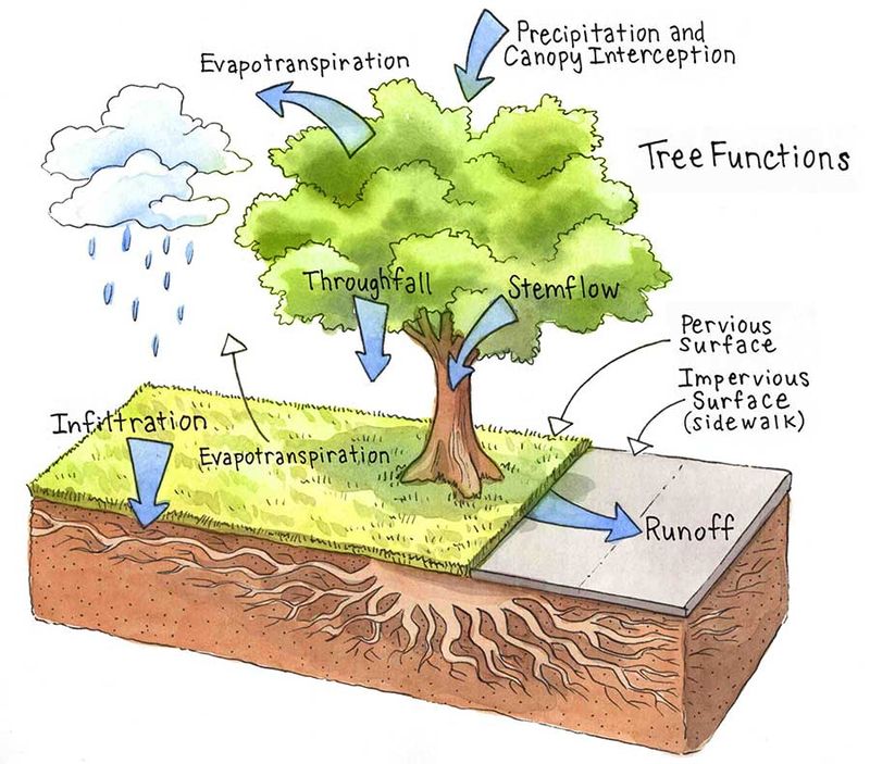 A Tree Helps Slow Rain Before It Becomes Runoff