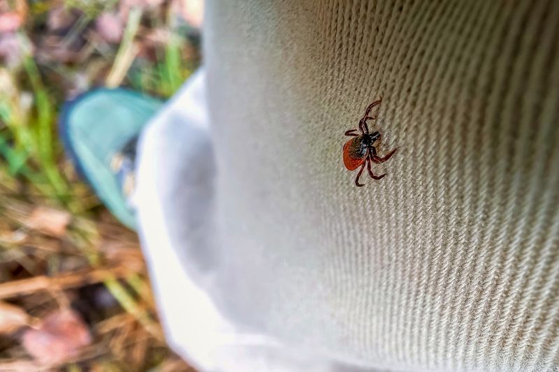 Protect The Break From Heat And Ticks