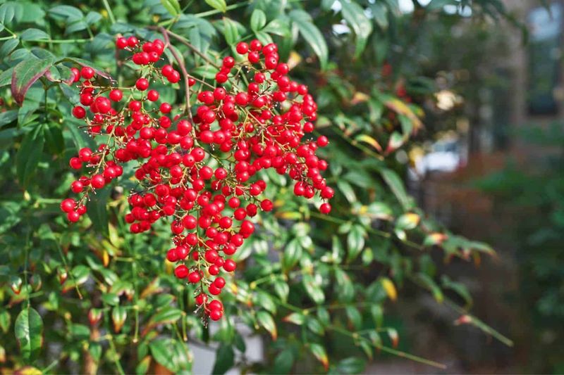 Red Berries Create Two Separate Problems