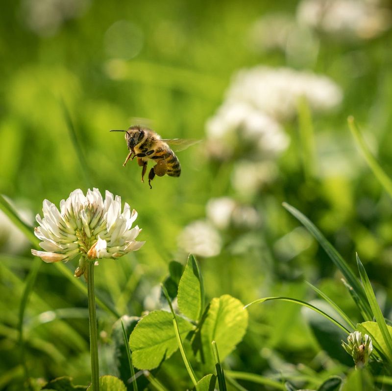 Flowers Turn Turf Into A Small Food Stop